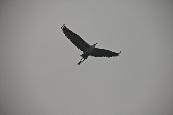 Spotting Image 1