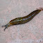 Babosa / Slug