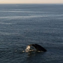 Humpback Whale- "Gemini"