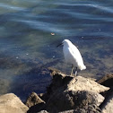 Snowy Egret