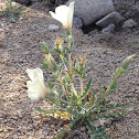 Jimson Weed