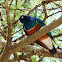 Superb Starling