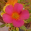 Impatiens walleriana. Alegría del hogar, Alegría de la casa, Balsamina o Miramelindo