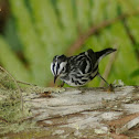 Black and White Warbler