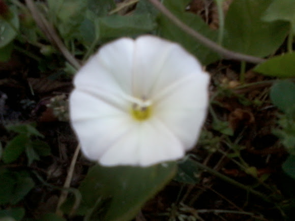 Spotting Image 1