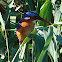Malachite Kingfisher
