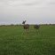 White-tailed deer
