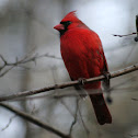 Northern Cardinal
