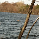 Goose