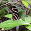 Zebra Heliconian