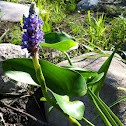 Pickerelweed
