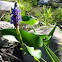 Pickerelweed