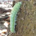 Saturniid Moth (larva)