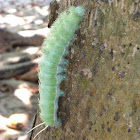 Saturniid Moth (larva)