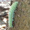 Saturniid Moth (larva)