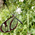 Agnosia Clearwing butterfly