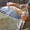 Aguilucho Cenizo (hembra juvenil)