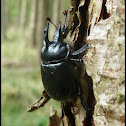 Minotaur Beetle