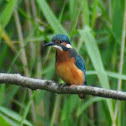 Kingfisher