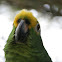 Loro