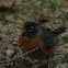 Robin