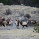 Elk