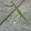 Praying Mantis
