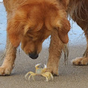 Ghost Crab