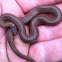 Redbelly snake