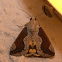 Noctuid Moth