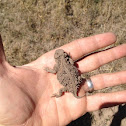 Short Horned Lizard