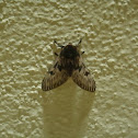 Flannel moth