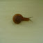 Snail
