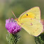 Clouded Sulphur