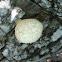 Fungus