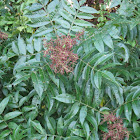 Shining, or Winged, Sumac  