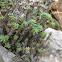 Stonecrop