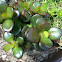 Jade