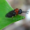 Alder Sawfly