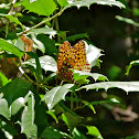 Aphrodite fritillary butterfly