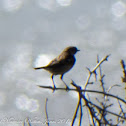 Stonechat; Tarabilla Común