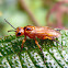 Sawfly