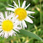 Fleabane
