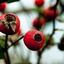 Rose Hip
