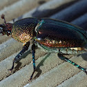 Christmas Beetle, aka Golden stag beetle