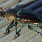 Christmas Beetle, aka Golden stag beetle