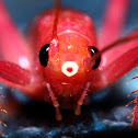 Pink cricket