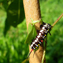 caterpillar