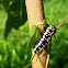caterpillar