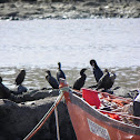 Neotropic Cormorant